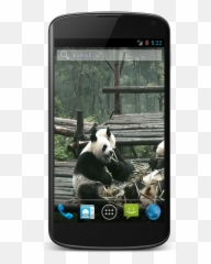 Panda Free Video Wallpaper 1 - Samsung Galaxy Nexus White Emoji