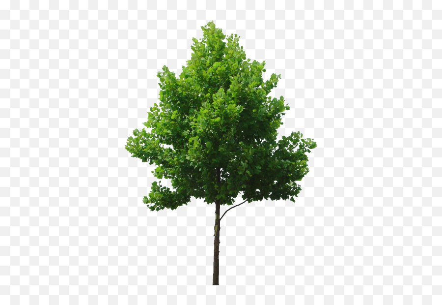 Deciduous Png And Vectors For Free - Transparent Background Tree Png Emoji,Trees Emoji