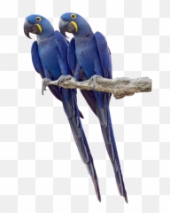 Twin Twins Parrot Parrots Tropicalbird - Parakeet Emoji
