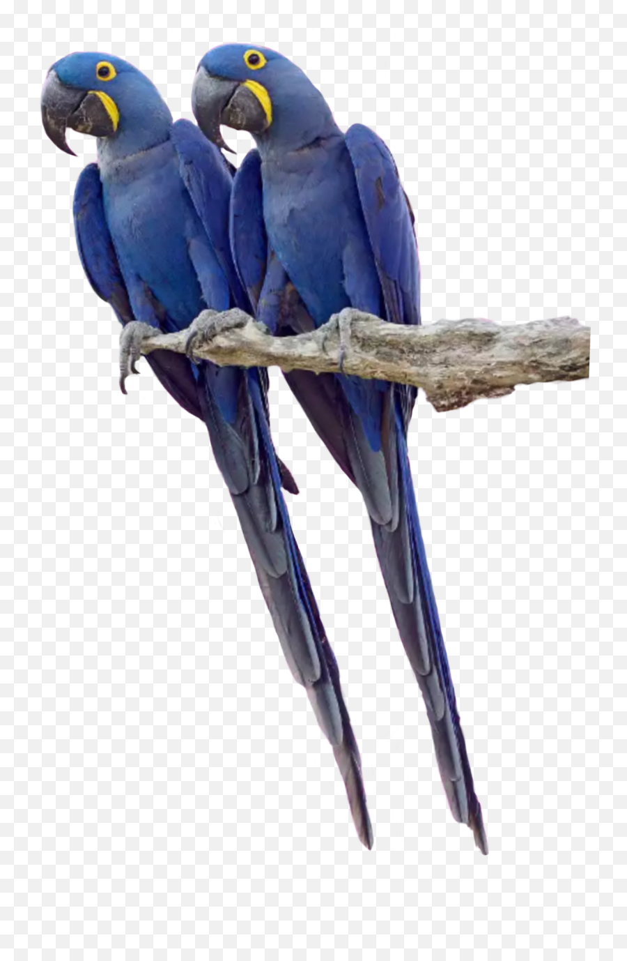 Twin Twins Parrot Parrots Tropicalbird - Parakeet Twins Emoji,Parrot Emoji