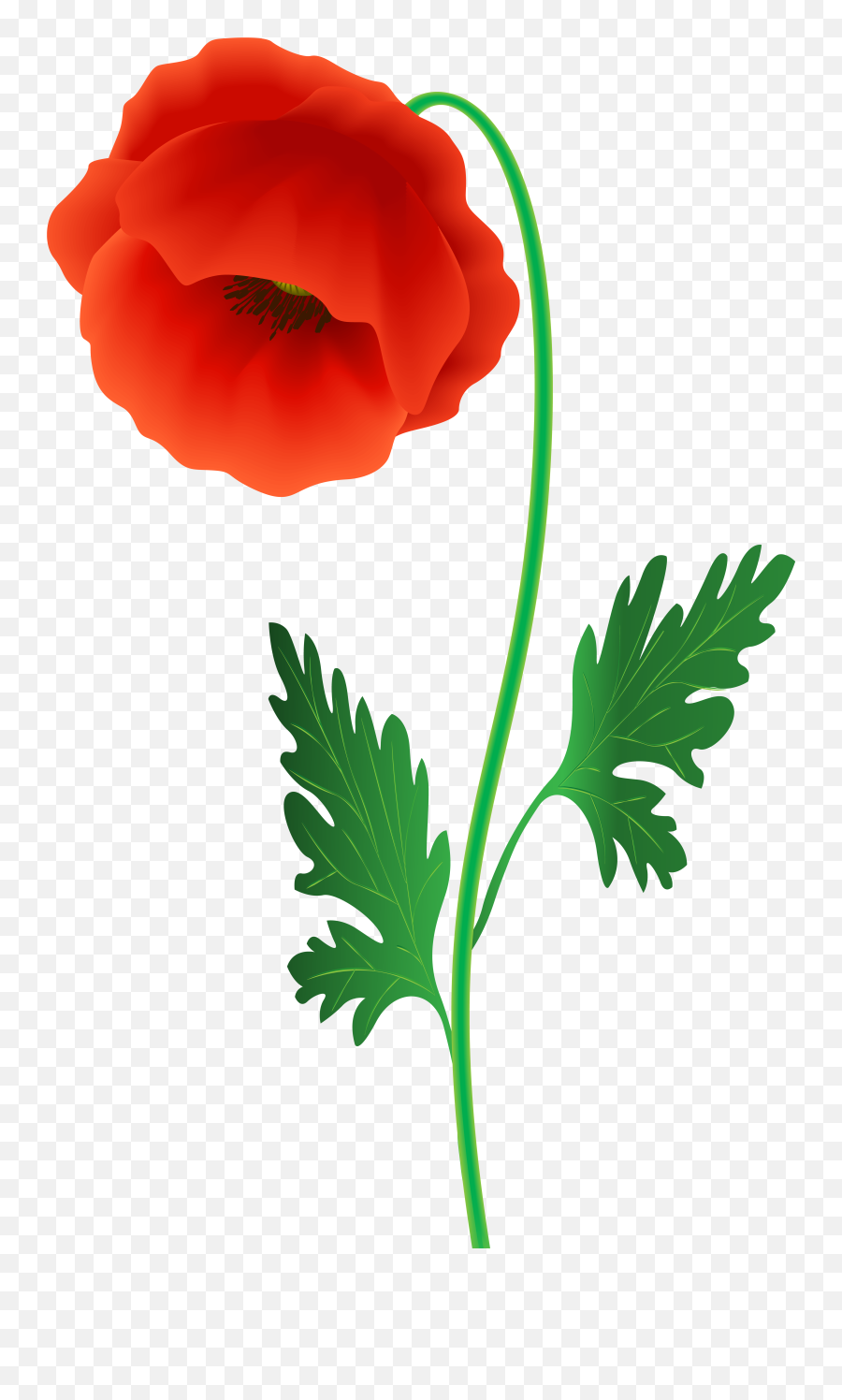Free Red Poppy Cliparts Download Free Clip Art Free Clip - Red Poppy Flower Png Emoji,Poppy Emoji