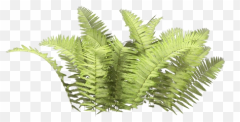 ferns Sticker by cherigoodman59 - Transparent Fern Bush Png Emoji