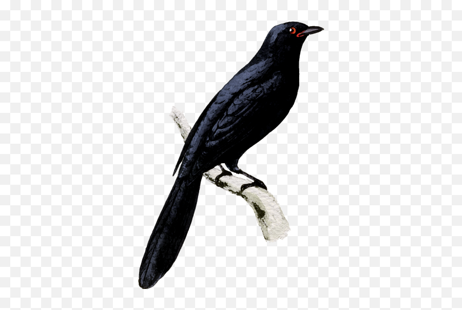 Watercolor Painting Free Stock Photo - Illustration Emoji,Cardinal Bird Emoji