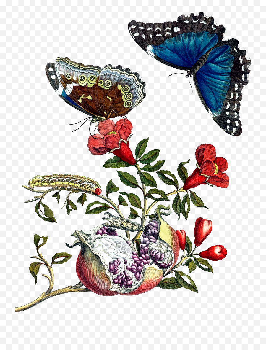 Pomegranate Vector Clipart Image - Maria Sibylla Merian Butterfly Emoji,Emoji Statue Of Liberty And Newspaper