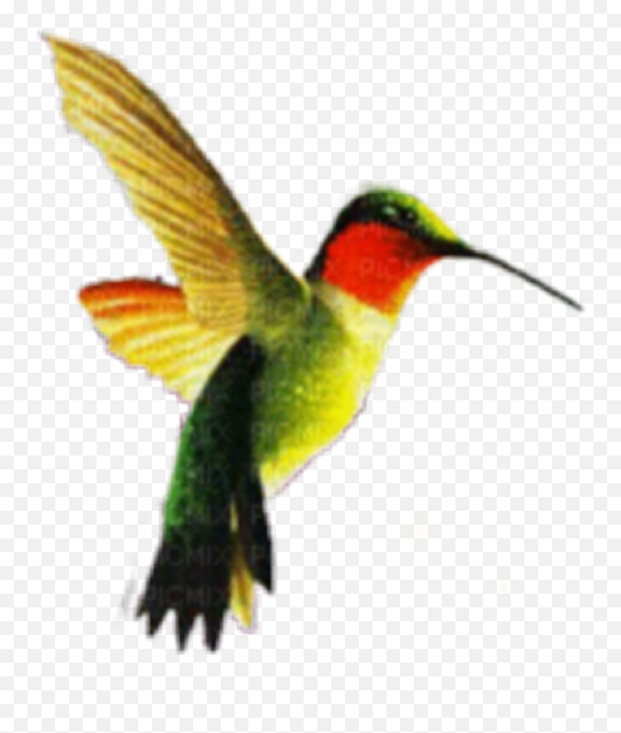 Hummingbird - Alas De Colibri Emoji,Hummingbird Emoji