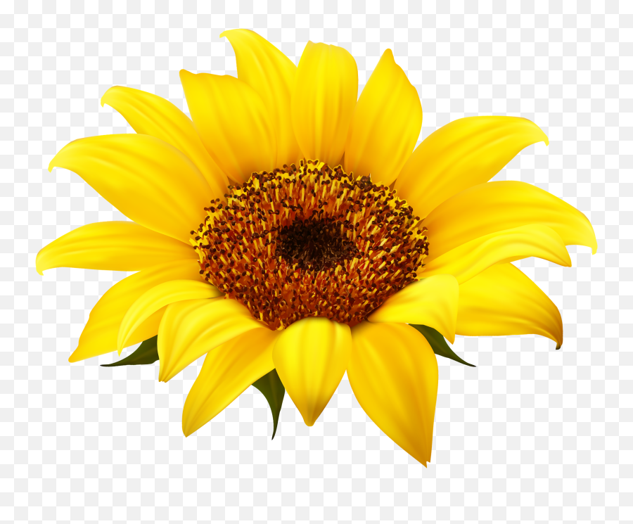 Download Sunflower Clipart Hq Png Image - Clipart Transparent Background Png Download Sunflower Emoji,Sunflower Emoji Png