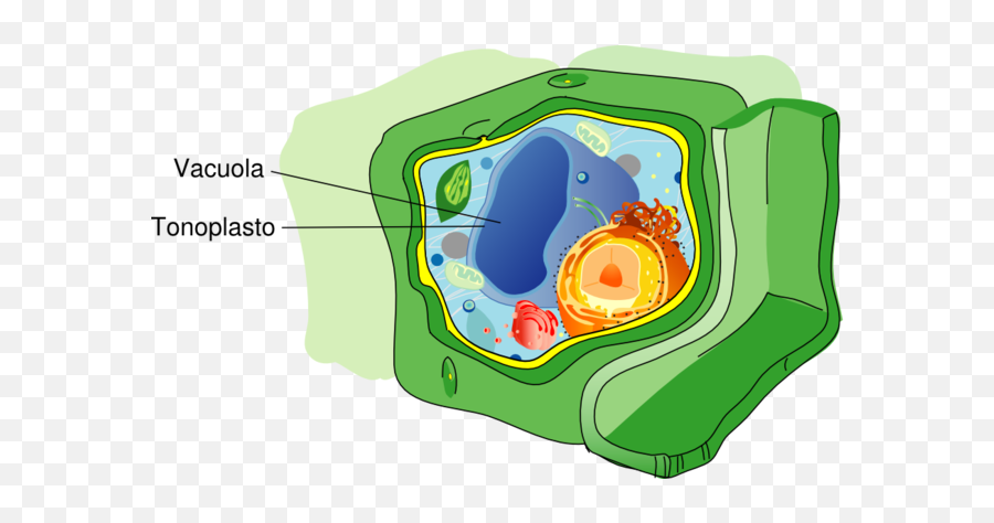 Vacuola Vegetal - Vacuole In A Cell Emoji,Water Gun Emoji Transparent