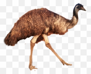 Emu - Png Emoji