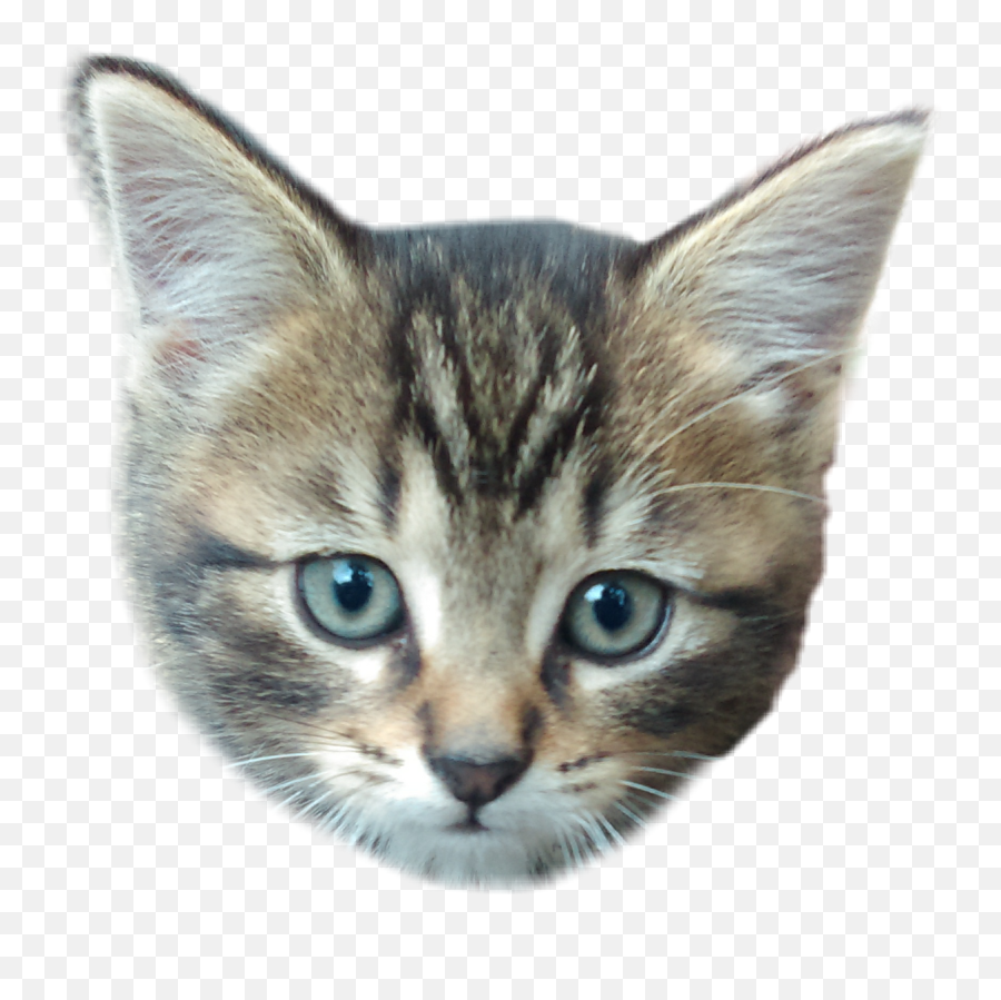 Mykitten Emoji - Cat,Catemoji