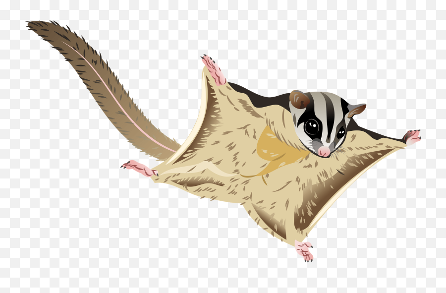 Mahogany Glider Clipart - Sugar Glider Emoji,Possum Emoji