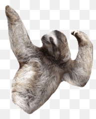 Top Sloth Animal Stickers For Android Ios - Dancing Sloth Gif Transparent Emoji,Sloth Emoji