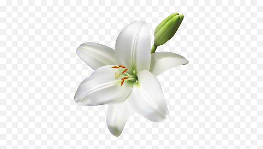 Free Png Images - Transparent Background Lily Clipart Emoji,Lily Flower Emoji