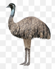 Australia Cute Australiaanimal Emu - Bigger Or Ostrich Emoji