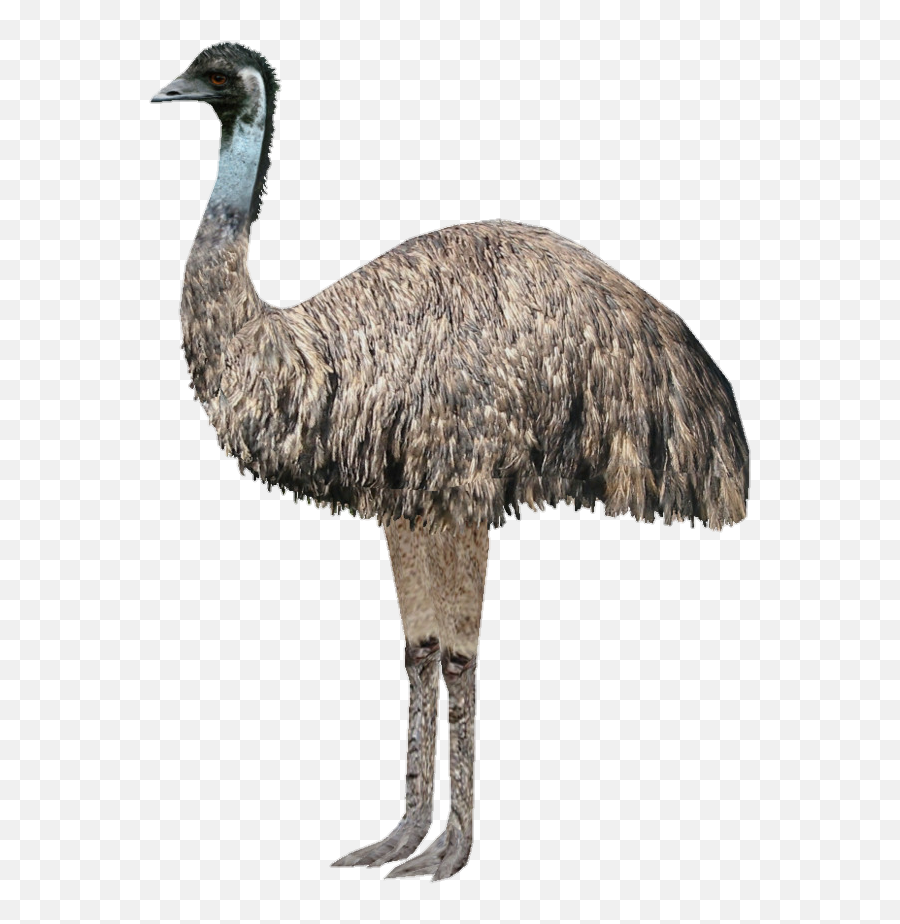 Australia Cute Australiaanimal Emu - Bigger Emu Or Ostrich Emoji,Emu Emoji