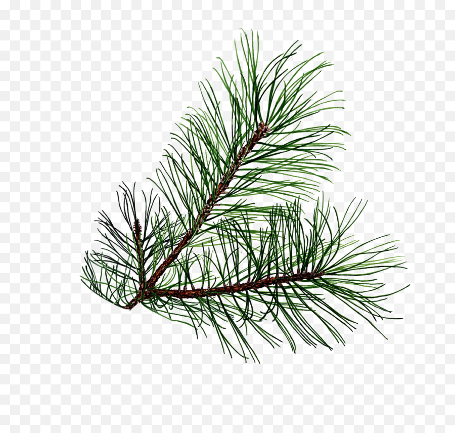 Drawings Of Pine Cones And Pine Boughs Shared By Melinda - Pine Branch Png Emoji,Pine Tree Emoji