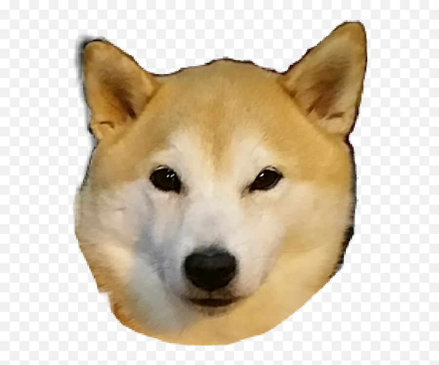 Shibainu Shiba Shibadog Doge Kawaii - Hokkaido Emoji,Shiba Inu Emoji