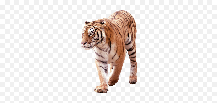 Tiger Png And Vectors For Free Download - Tiger Png Photo Free Download Emoji,Clemson Tiger Paw Emoji
