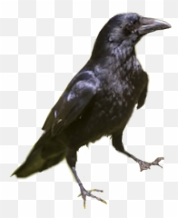 Crow Raven Blackbird Bird Sticker - Gorilla Crow Emoji,Raven Bird Emoji