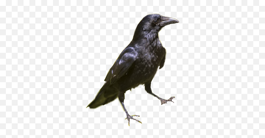 Crow Raven Blackbird Bird Sticker - Gorilla Crow Emoji,Raven Bird Emoji