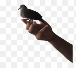 Hand Bird Sticker - Homing Pigeon Emoji,Bird Finger Emoji