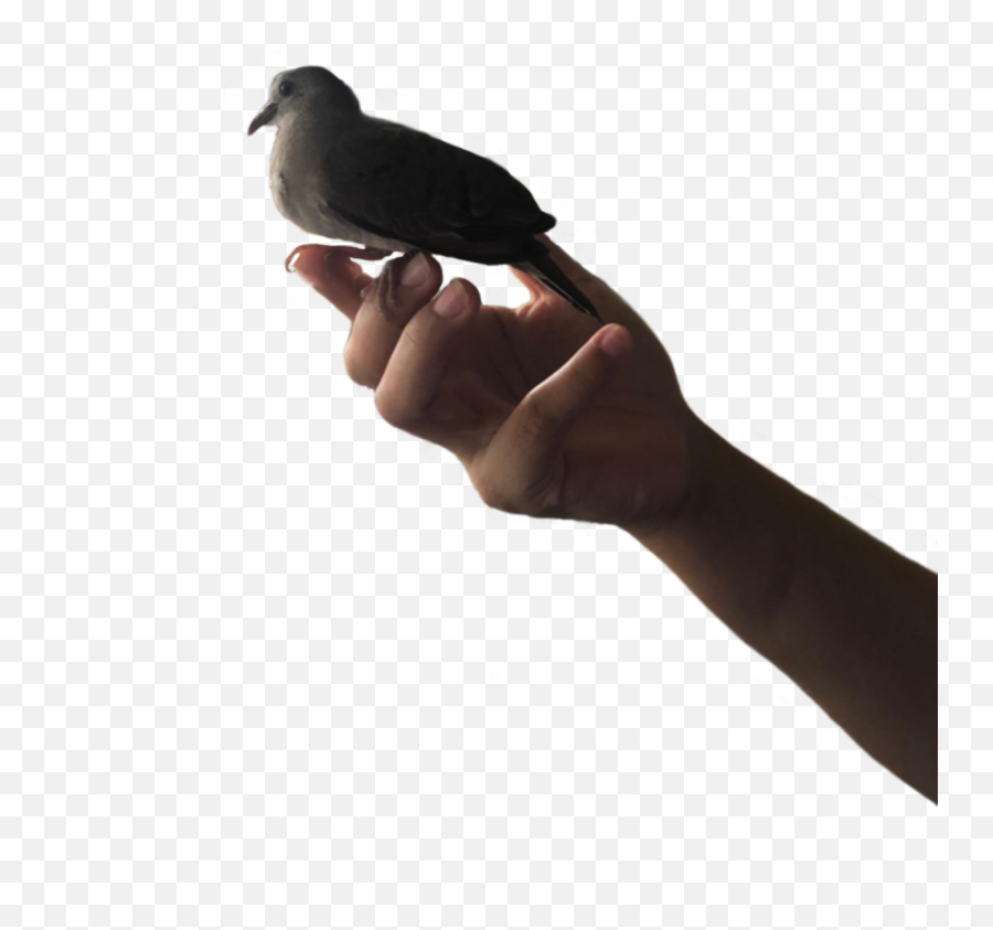 Hand Bird Sticker - Homing Pigeon Emoji,Bird Finger Emoji