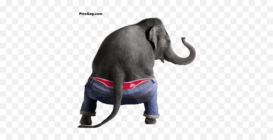 Top Funny Elephant Gif Stickers For Android Ios - Funny Elephant Gif Emoji,Elephant Emoji
