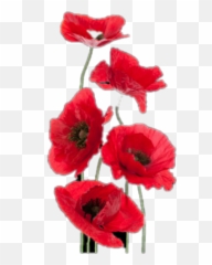 Freetoedit Red Flowers Poppies - Fiore Donne E Anima Buongiorno Emoji,Poppy Emoji