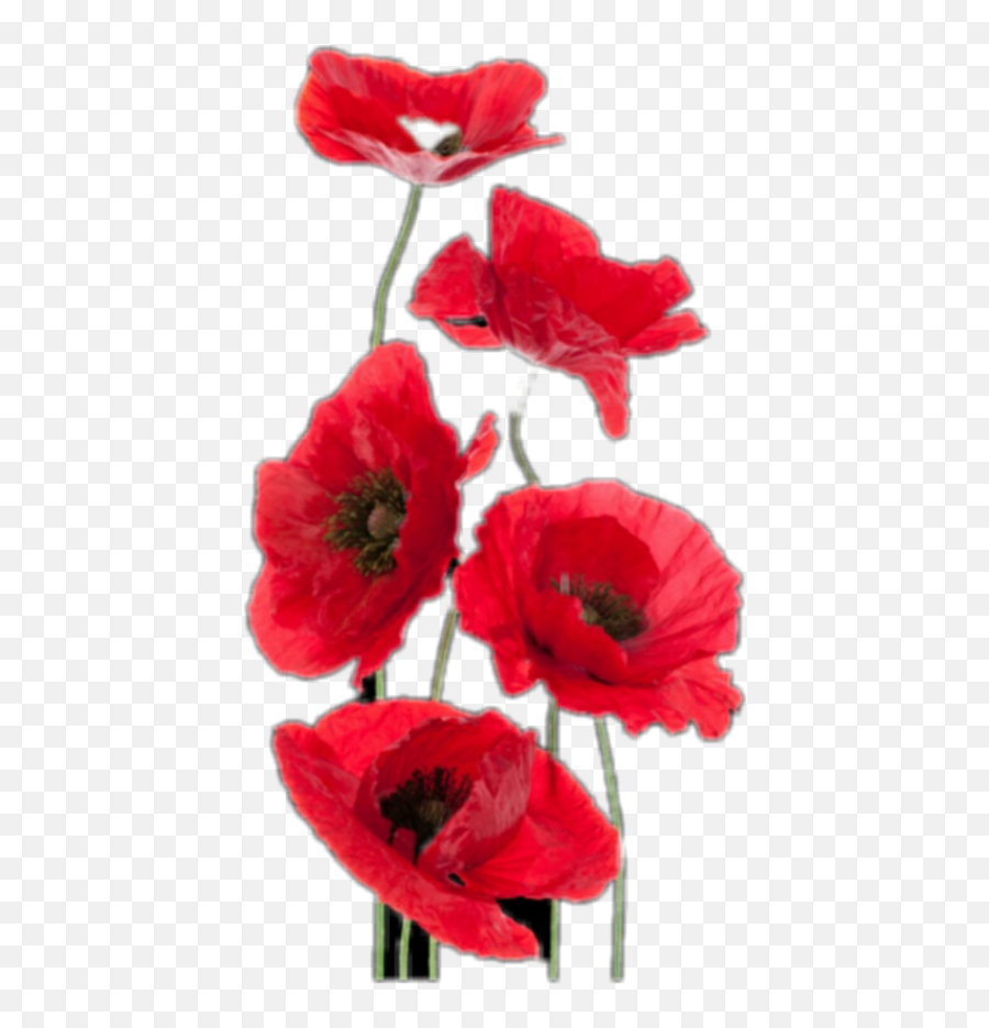 Freetoedit Red Flowers Poppies - Fiore Donne E Anima Buongiorno Emoji,Poppy Emoji