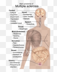 Symptoms Of Multiple Sclerosis - Esclerosis Multiple Del Sistema Nervioso Emoji,Shoulder Shrug Emoji