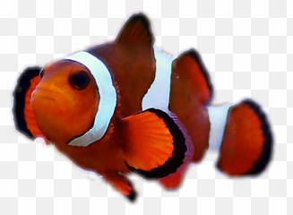 Fish Clownfish Orange White Black - Coral Reef Fish Emoji,Clown Fish Emoji