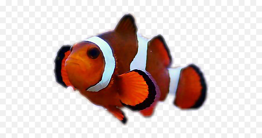 Fish Clownfish Orange White Black - Coral Reef Fish Emoji,Clown Fish Emoji