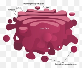 Golgi Apparatus - Aparell De Golgi Funció Emoji,Love Stories With Emojis