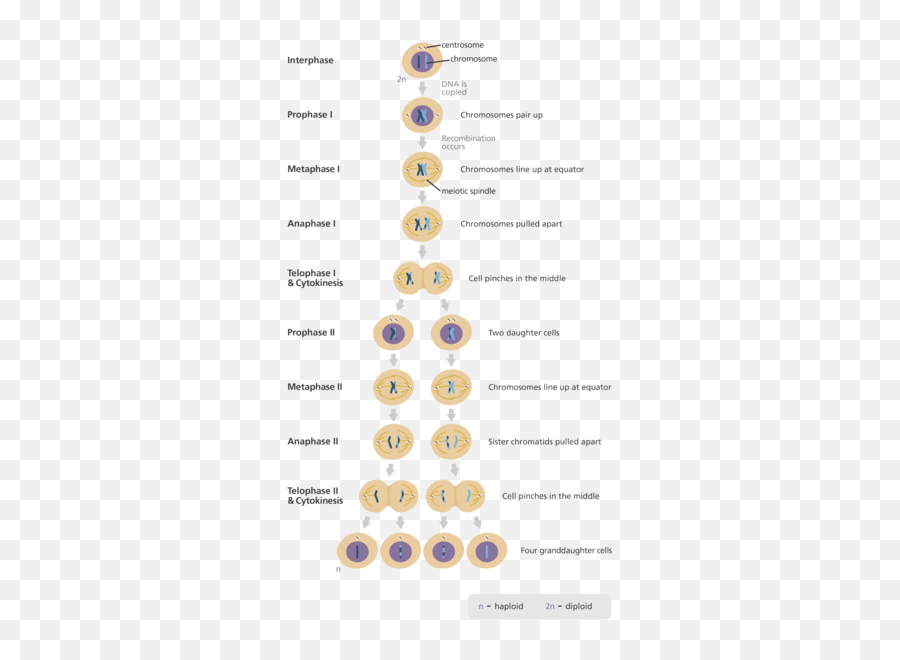 Biology Isnt Bigotry - Mitosis And Meiosis Infographic Emoji,Humping Emoticon