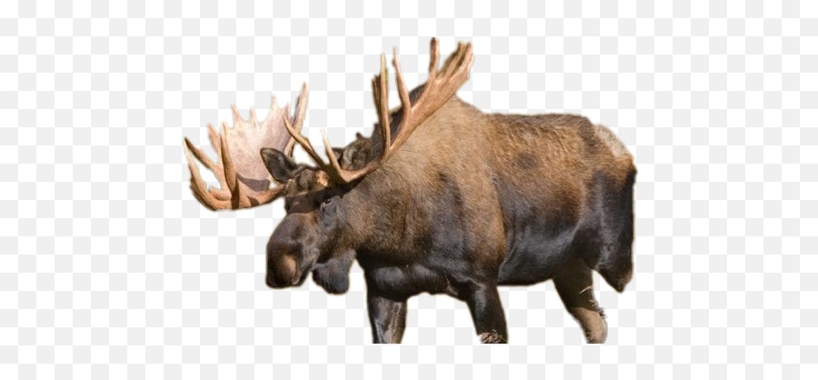 Moose Emoji,Moose Emoji