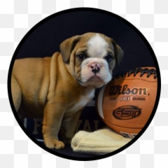 Lions and Tigers Bears Zips Banana Slugs - Handsome Dan Xviii Yale Emoji