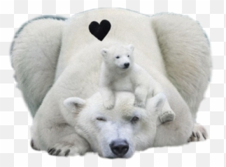 Polar Bear Baby Mom Snow Iceberg - Plaisirs D Hiver 2010 Emoji,Polar Bear Emoji