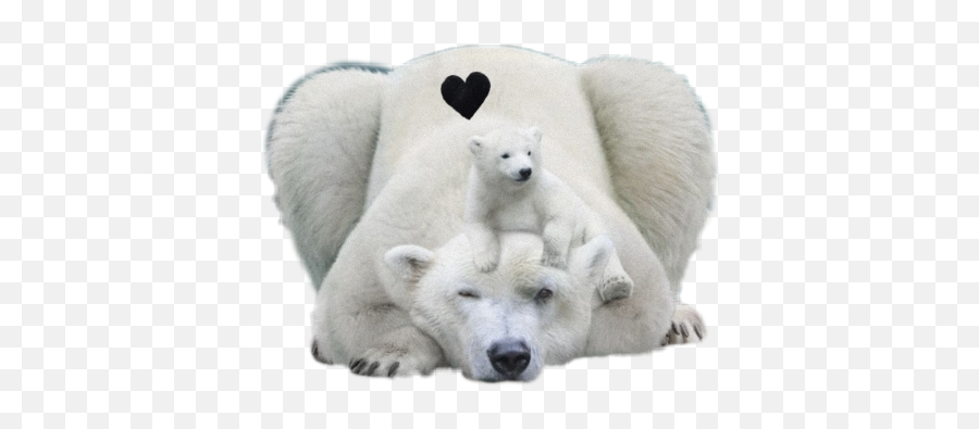 Polar Bear Baby Mom Snow Iceberg - Plaisirs D Hiver 2010 Emoji,Polar Bear Emoji