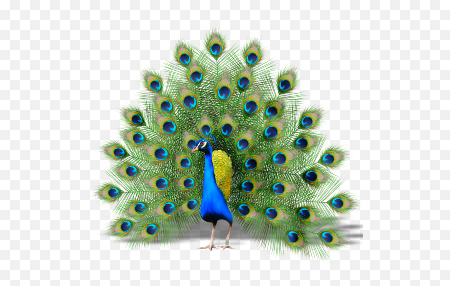 Peacock - Crow With Peacock Feathers Emoji,Peacock Emoji