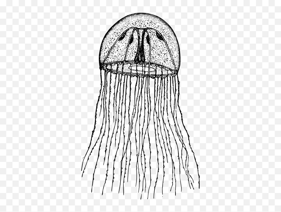 Medusa Of Hydrozoa - Clip Art Hydrozoa Emoji,Crying Emoticon Text