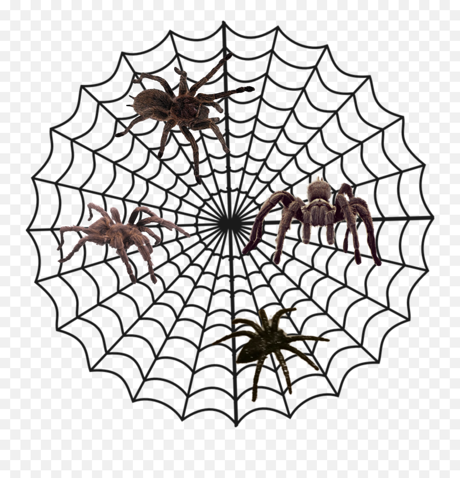 Spider Web And Spiders - Spider Man Web Png Emoji,Spider Web Emoji
