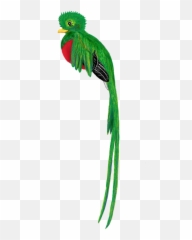 Quetzal Bird Animal Cute Drawing - Quetzal Png Emoji,Costa Rican Flag Emoji