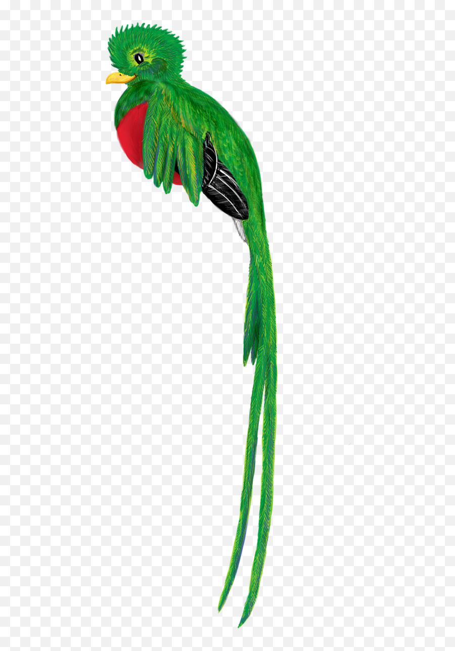 Quetzal Bird Animal Cute Drawing - Quetzal Png Emoji,Costa Rican Flag Emoji