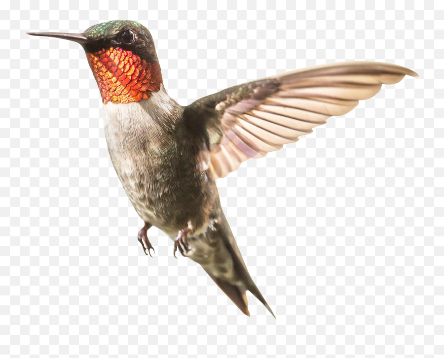 Hummingbird Png Transparent Hummingbird - Humming Bird Png Transparent Emoji,Hummingbird Emoji