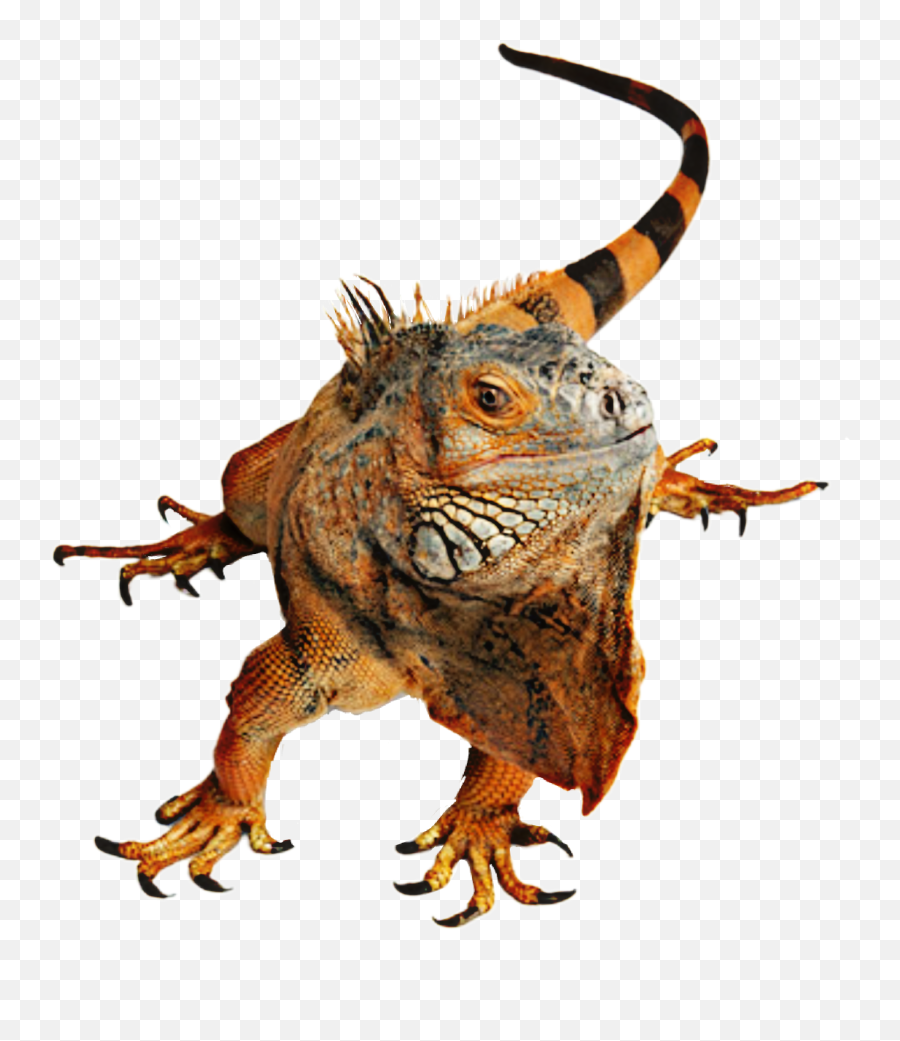 Iguana Lizard Reptile - Sticker De Iguanas Emoji,Lizard Emoji