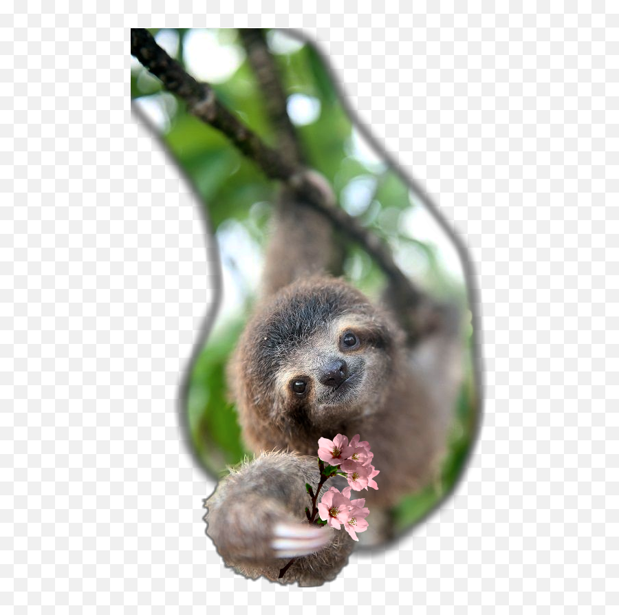 Popular And Trending Sloths Stickers On Picsart - Adorable Sloths Emoji,Sloth Emoticon