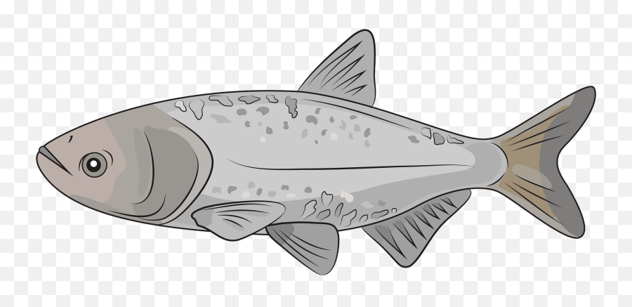 Bighead Carp Clipart - Salmonids Emoji,Fish Flag Emoji