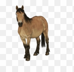 Horse Fawn Art Digital - Png Emoji