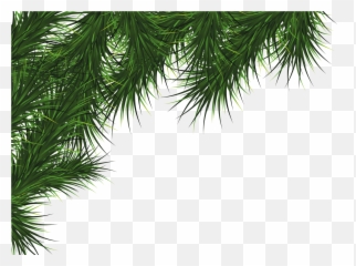Pinecone Clipart Picture 168513 Evergreen Clipart Pine Sprig - Transparent Background Christmas Tree Leaves Png Emoji,Pinecone Emoji