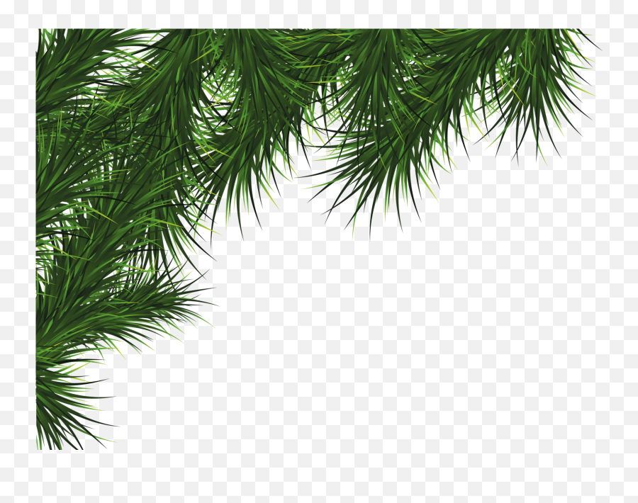 Pinecone Clipart Picture 168513 Evergreen Clipart Pine Sprig - Transparent Background Christmas Tree Leaves Png Emoji,Pinecone Emoji