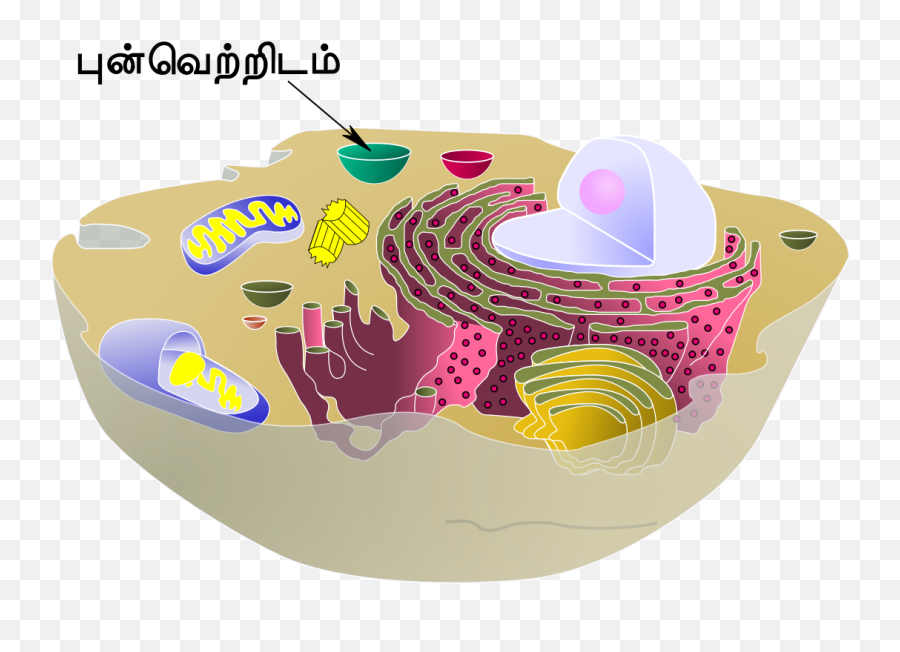 Biological Cell Vacuole - Animal Cell Vacuole Emoji,Emoji Cake Ideas